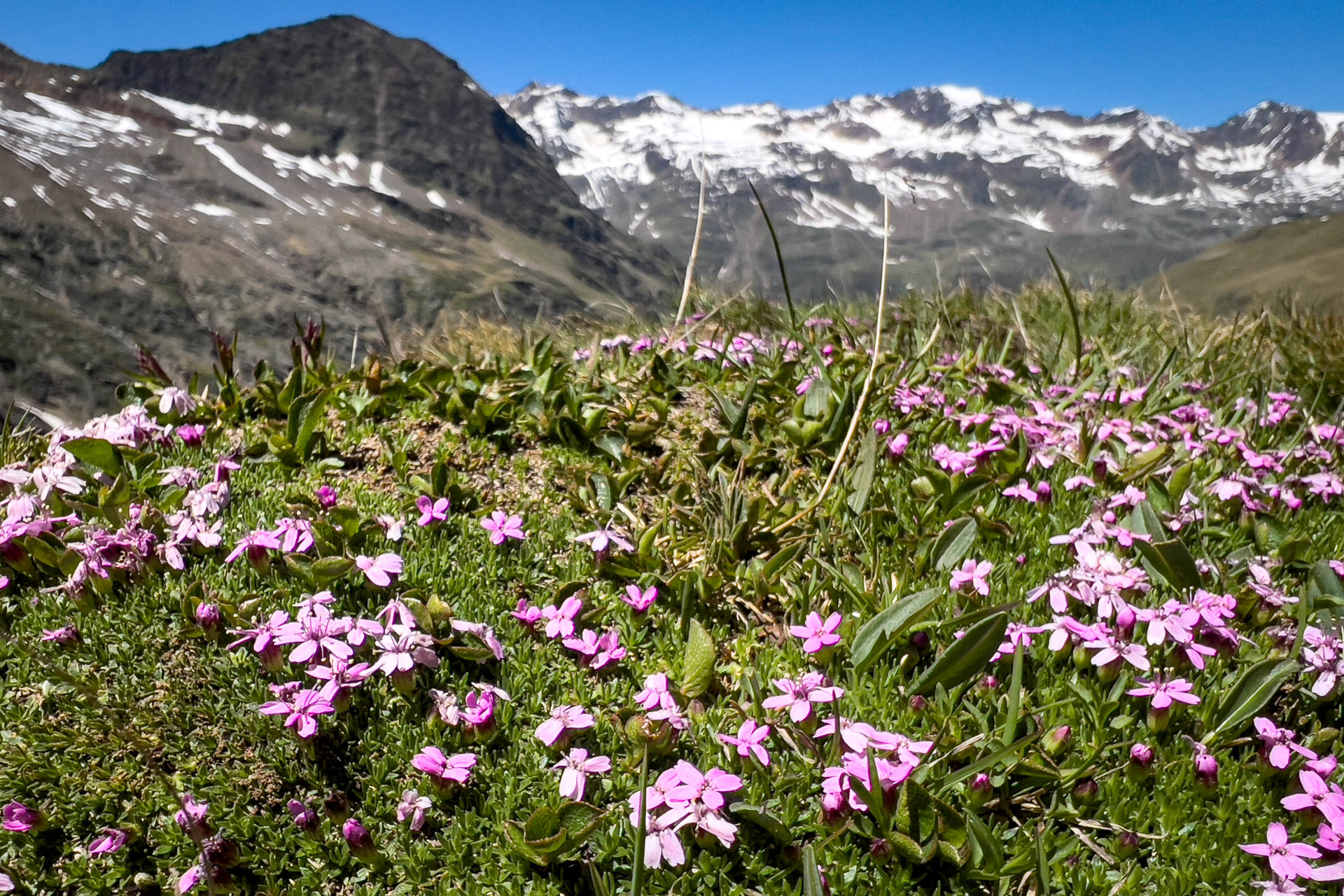 Galeria: Letnie uroki Obergurgl