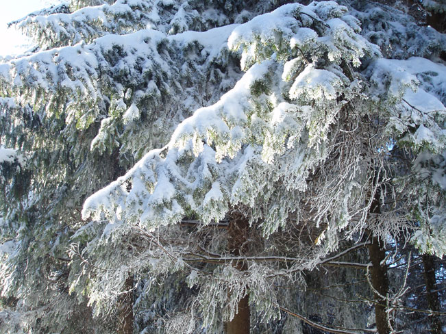 Galeria: Zima w Beskidach - Szyndzielnia